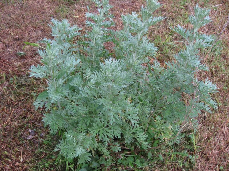 Vaistinis kietis, pelynas