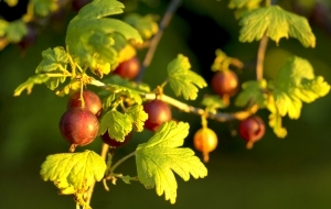vitaminai