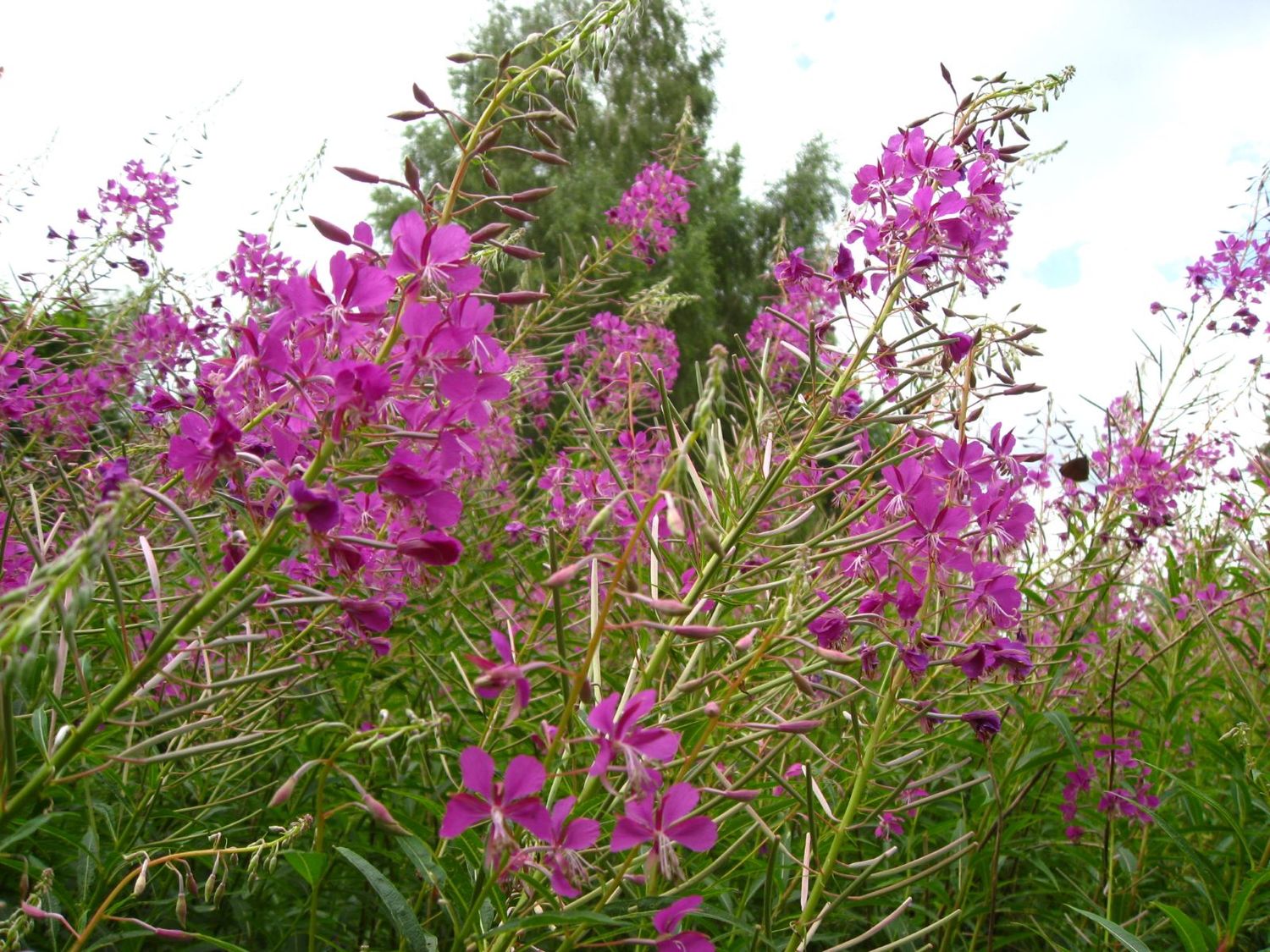 Siauralapis gaurometis